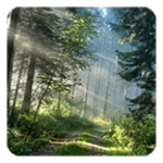 forest live wallpaper android application logo